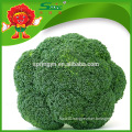 Fresh Broccoli_ Good Quality